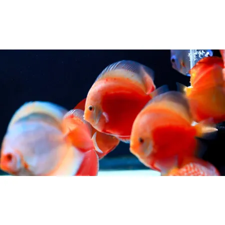 Twinstar 2 YOTTA Plus - eliminator chorób-1925141