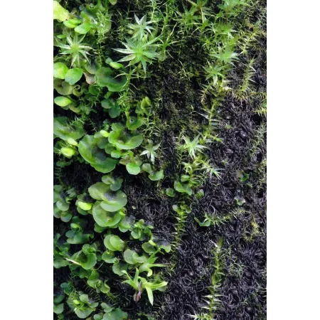 Wacool Rainforest Plant Cotton 290x290mm - hydrolon-1925535