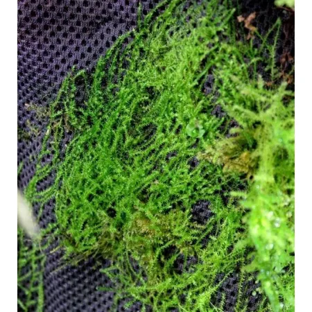 Wacool Rainforest Plant Cotton 290x290mm - hydrolon-1925536