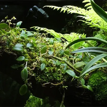 Wacool Rainforest Plant Cotton 590x440mm - hydrolon-1925582