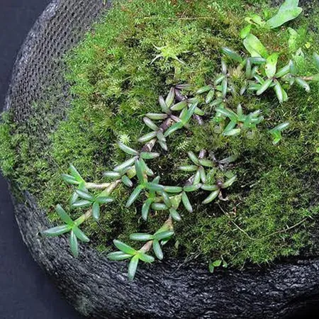 Wacool Rainforest Plant Cotton 590x440mm - hydrolon-1925584