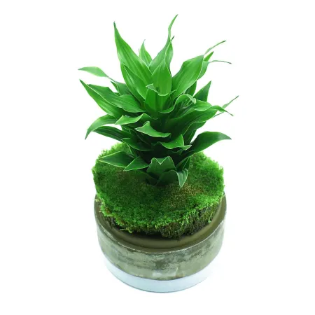 YOKUCHI HAISUI BASE 2L - podłoże drenażowe do terrarium-1925779