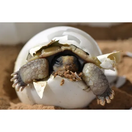 ZECO Owoskop - tester zapłodnienia jajek-1925912