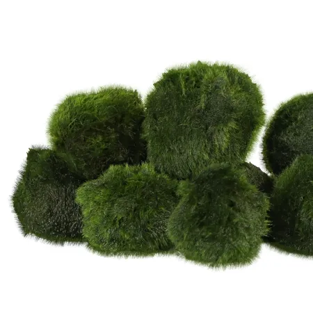 Eco Plant Marimo Ball Moss - gałęzatka 2 - 4cm-1926928