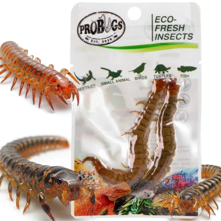 ProBugs Eco-Fresh Scolopendra Centipede 15 x 2pcs - świeże skolopendry 15 saszetek-1927780