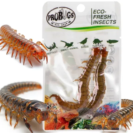 ProBugs Eco-Fresh Scolopendra Centipede 15 x 2pcs - świeże skolopendry 15 saszetek-1927912