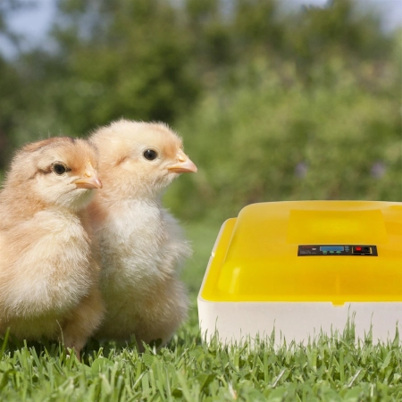 Kruger Meier Pr0viNest 88 - inkubator z termostatem na 88 jaj-1928836
