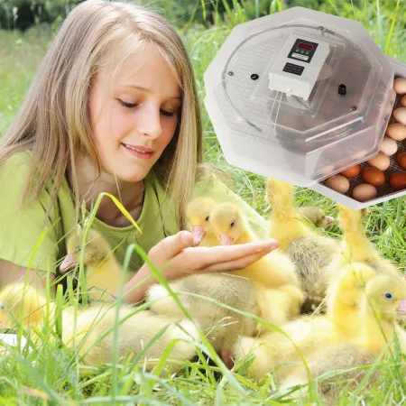 Kruger Meier ProLexor 60 - inkubator z termostatem na 60 jaj-1928868