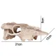 Terrario Buffalo Skull - czaszka bizona do terrarium 21x12x8 cm-1922384