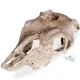 Terrario Buffalo Skull - czaszka bizona do terrarium 21x12x8 cm-1922390