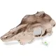 Terrario Buffalo Skull - czaszka bizona do terrarium 21x12x8 cm-1922395