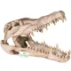 Terrario Crocodile Skull XL - czaszka krokodyla do terrarium 23x11x16 cm