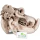 Terrario Hippo Skull - czaszka hipopotama  do terrarium 5x3x3 cm-1923005