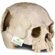 Terrario Human Skull - czaszka ludzka do terrarium 14x11x11 cm-1923024