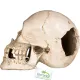 Terrario Human Skull XL - czaszka ludzka do terrarium 15x10x9 cm-1923034