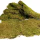 Terrario North King Moss 100g - mech płat-1923304