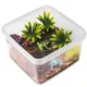Terrario ReptiBox 19x19x12cm - przeźroczyste terrarium faunarium-1923698