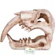 Terrario Sabertooth Skull  - czaszka tygrysa do terrarium 13x8,5x11 cm-1923942