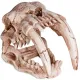 Terrario Sabertooth Skull  - czaszka tygrysa do terrarium 13x8,5x11 cm-1923943