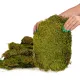 Terrario Shadow Forest Moss - mech naturalny 35x28cm-1923998