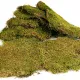 Terrario Shadow Forest Moss - mech naturalny 35x28cm-1924000