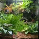 Terrario – Sztuczna roślina do terrarium - Paproć 32x15x32 cm-1924582