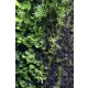 Wacool Rainforest Plant Cotton 590x440mm - hydrolon-1925581