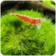 Eco Plant Marimo Ball Moss - gałęzatka 4 - 5cm-1926937