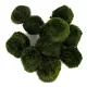 Eco Plant Marimo Ball Moss - gałęzatka 4 - 5cm-1926942