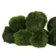 Eco Plant Marimo Ball Moss - gałęzatka 4 - 5cm-1926958