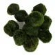 Eco Plant Marimo Ball Moss - gałęzatka 4 - 5cm-1926966