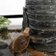 Repti-Zoo Turtle Filter Rock - wyspa i filtr wody dla żółwi-1972038