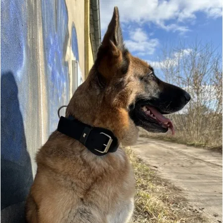 Dingo Obroża specjalna z taśmy 4,0x55-65cm czarna-2027976