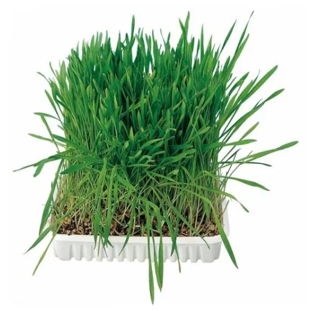 Trixie Trawa dla kota w woreczku 100g [4236]-2028377