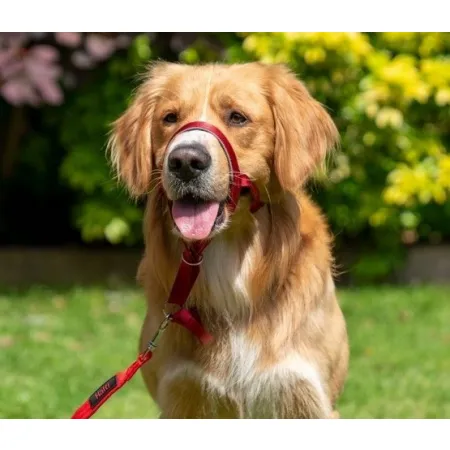 Halti Kantarek - obroża uzdowa rozmiar 1 czarna-2030023