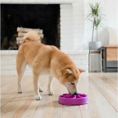 Outward Hound Fun Feeder Mini Miska spowalniająca fioletowa [51005]-2030164