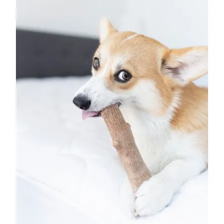 Petstages DogWood medium patyk PS218-2030239