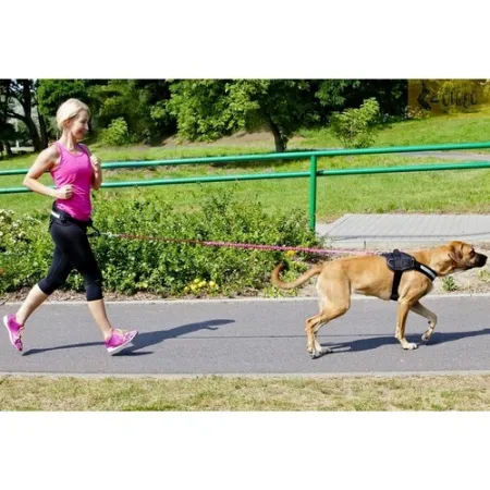 Dingo Smycz do biegania - taśma z amortyzatorem 170cm z rączką czarna-2030353