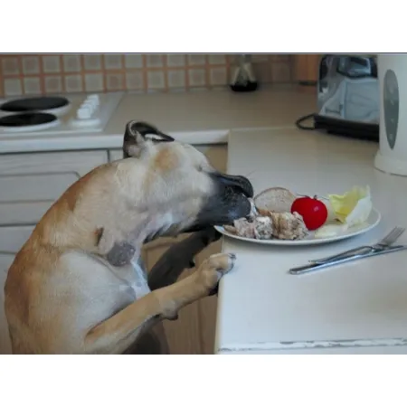 Pet Corrector 200ml-2030620