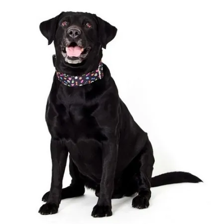 Dingo Obroża regulowana America Alabama 4,0cm/75cm-2030649