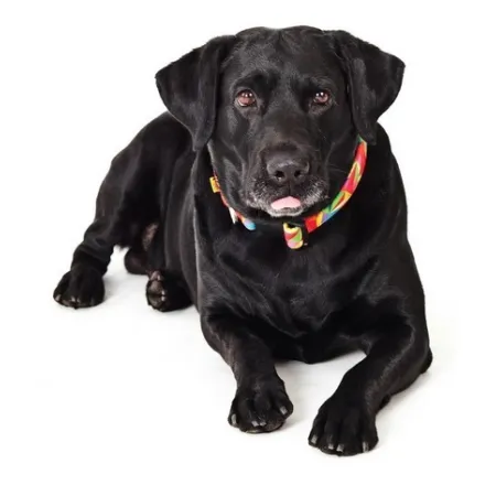 Dingo Obroża regulowana America Kolorado 3,0cm/60cm-2030670