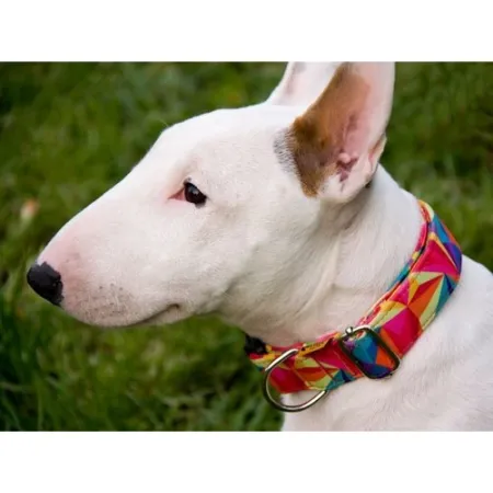 Dingo Obroża regulowana America Kolorado 4,0cm/75cm-2030677