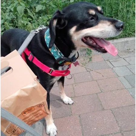 Dingo Papierowe torebki na odchody 10szt-2030704