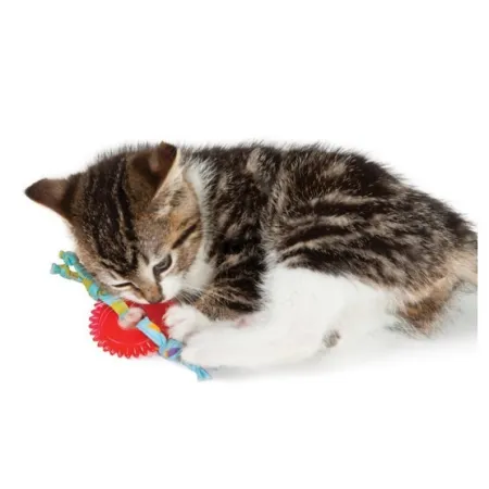 Petstages Koło do żucia dla kociąt PS715-2031189