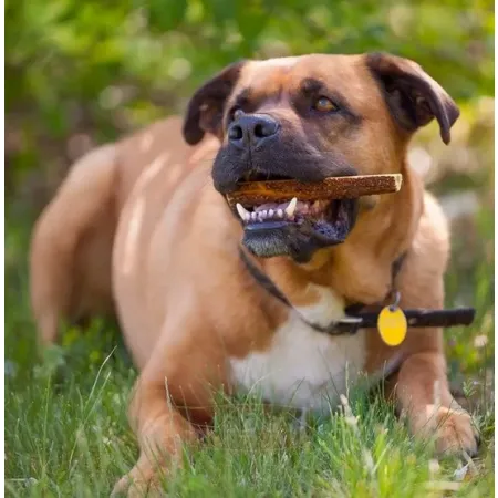 4DOGS Gryzak z poroża S easy-2031768