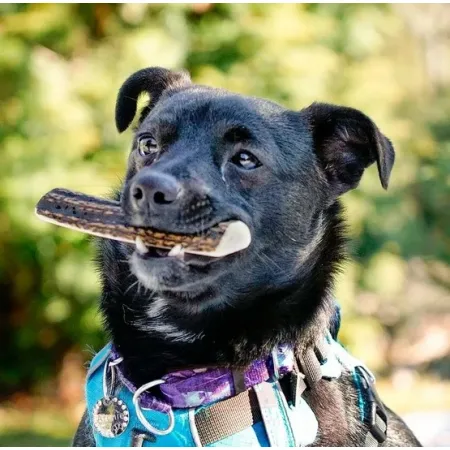 4DOGS Gryzak z poroża S easy-2031769