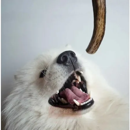 4DOGS Gryzak z poroża L hard-2031795