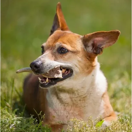 4DOGS Gryzak z poroża XL hard-2031819