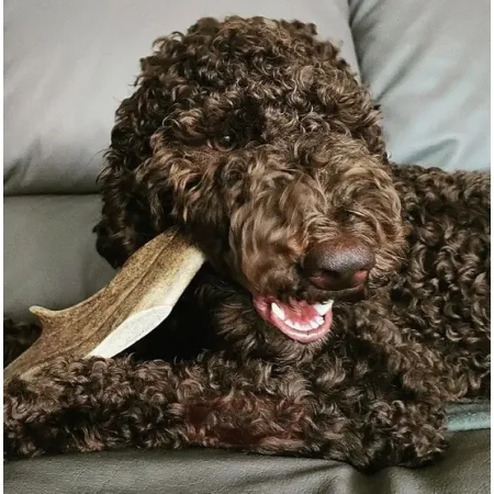 4DOGS Gryzak z poroża daniela XL-2032690