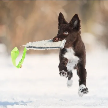 Dingo Zabawka dla psa - Szarpak Wełna owcza z rączką bungee zielony-2032961